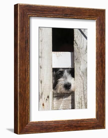 USA, Georgia. Engaging dog peeks through fence wistfully-Trish Drury-Framed Photographic Print