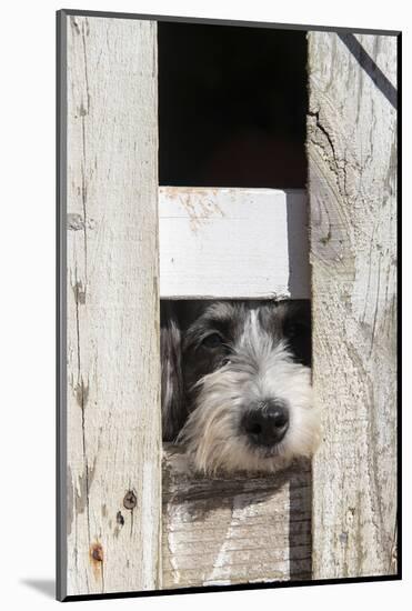 USA, Georgia. Engaging dog peeks through fence wistfully-Trish Drury-Mounted Photographic Print