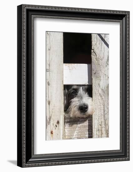 USA, Georgia. Engaging dog peeks through fence wistfully-Trish Drury-Framed Photographic Print