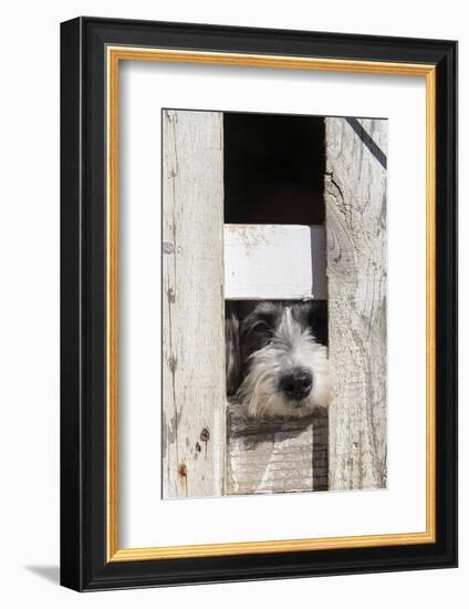 USA, Georgia. Engaging dog peeks through fence wistfully-Trish Drury-Framed Photographic Print