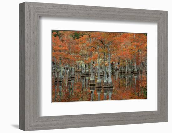 USA, Georgia, Fall Cypress Trees at George Smith State Park-Joanne Wells-Framed Photographic Print