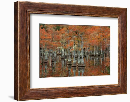 USA, Georgia, Fall Cypress Trees at George Smith State Park-Joanne Wells-Framed Photographic Print