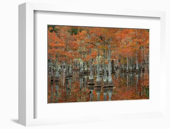 USA, Georgia, Fall Cypress Trees at George Smith State Park-Joanne Wells-Framed Photographic Print