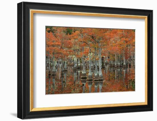 USA, Georgia, Fall Cypress Trees at George Smith State Park-Joanne Wells-Framed Photographic Print