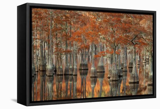 USA, Georgia, Fall Cypress Trees at George Smith State Park-Joanne Wells-Framed Premier Image Canvas