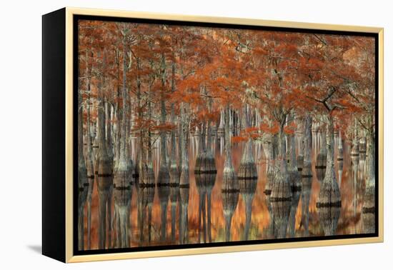 USA, Georgia, Fall Cypress Trees at George Smith State Park-Joanne Wells-Framed Premier Image Canvas