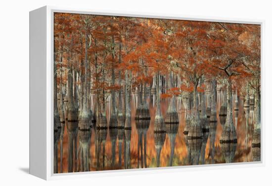 USA, Georgia, Fall Cypress Trees at George Smith State Park-Joanne Wells-Framed Premier Image Canvas