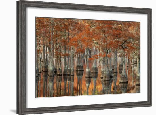 USA, Georgia, Fall Cypress Trees at George Smith State Park-Joanne Wells-Framed Photographic Print