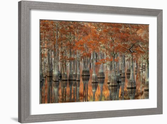 USA, Georgia, Fall Cypress Trees at George Smith State Park-Joanne Wells-Framed Photographic Print