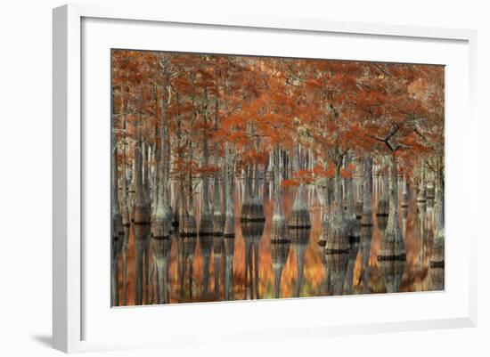 USA, Georgia, Fall Cypress Trees at George Smith State Park-Joanne Wells-Framed Photographic Print