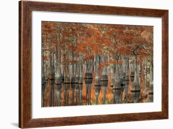 USA, Georgia, Fall Cypress Trees at George Smith State Park-Joanne Wells-Framed Photographic Print