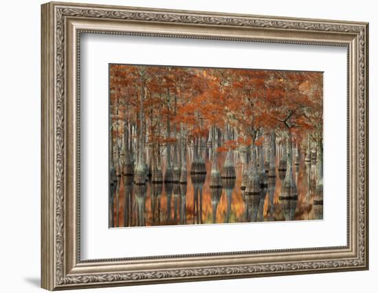 USA, Georgia, Fall Cypress Trees at George Smith State Park-Joanne Wells-Framed Photographic Print