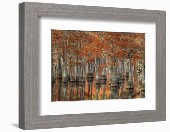 USA, Georgia, Fall Cypress Trees at George Smith State Park-Joanne Wells-Framed Photographic Print