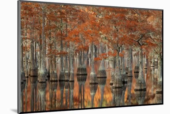 USA, Georgia, Fall Cypress Trees at George Smith State Park-Joanne Wells-Mounted Photographic Print