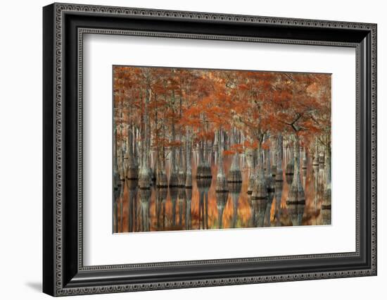 USA, Georgia, Fall Cypress Trees at George Smith State Park-Joanne Wells-Framed Photographic Print