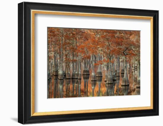 USA, Georgia, Fall Cypress Trees at George Smith State Park-Joanne Wells-Framed Photographic Print