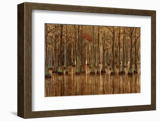 USA, Georgia, Fall cypress trees with reflections-Joanne Wells-Framed Photographic Print