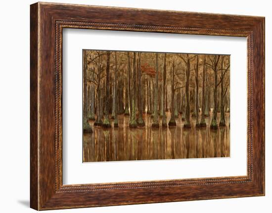 USA, Georgia, Fall cypress trees with reflections-Joanne Wells-Framed Photographic Print