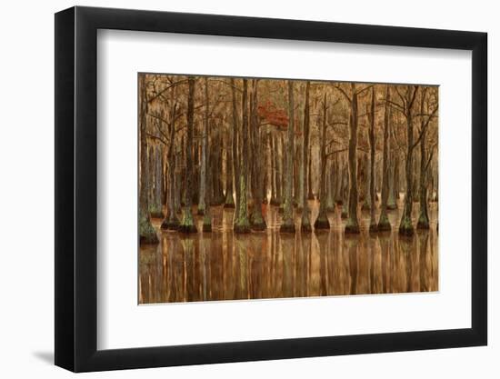 USA, Georgia, Fall cypress trees with reflections-Joanne Wells-Framed Photographic Print