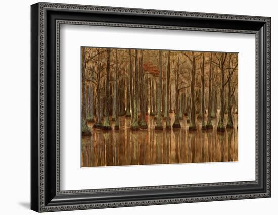 USA, Georgia, Fall cypress trees with reflections-Joanne Wells-Framed Photographic Print