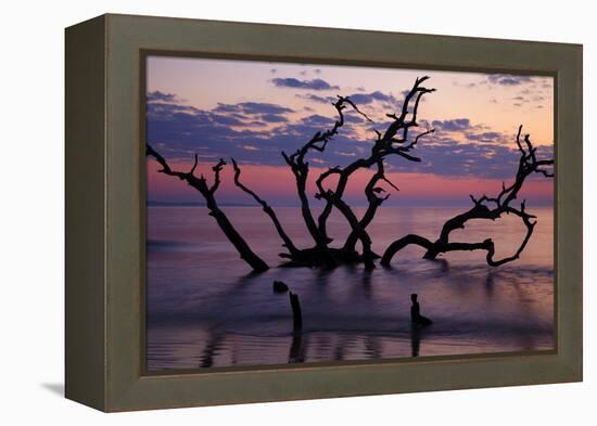 USA, Georgia, Jekyll Island, Driftwood Beach at Sunrise-Joanne Wells-Framed Premier Image Canvas