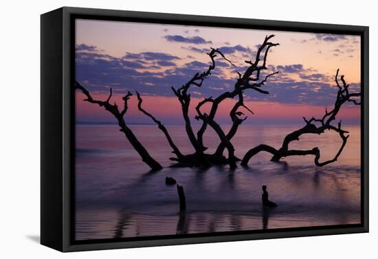 USA, Georgia, Jekyll Island, Driftwood Beach at Sunrise-Joanne Wells-Framed Premier Image Canvas