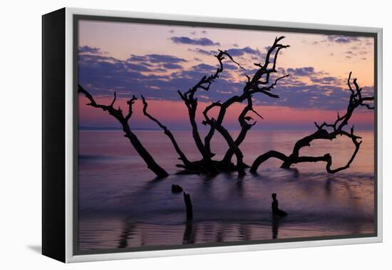 USA, Georgia, Jekyll Island, Driftwood Beach at Sunrise-Joanne Wells-Framed Premier Image Canvas