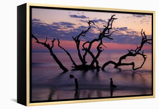 USA, Georgia, Jekyll Island, Driftwood Beach at Sunrise-Joanne Wells-Framed Premier Image Canvas