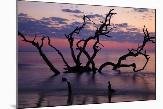 USA, Georgia, Jekyll Island, Driftwood Beach at Sunrise-Joanne Wells-Mounted Photographic Print
