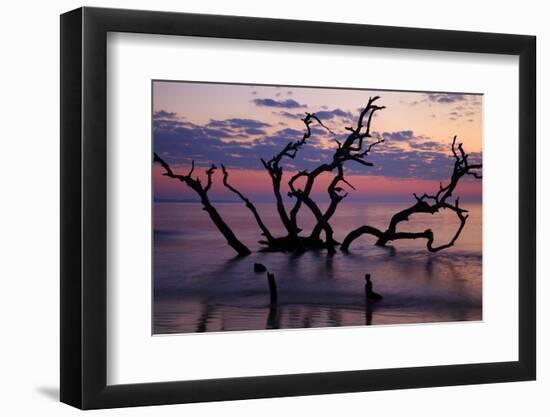 USA, Georgia, Jekyll Island, Driftwood Beach at Sunrise-Joanne Wells-Framed Photographic Print