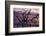 USA, Georgia, Jekyll Island, Driftwood Beach at Sunrise-Joanne Wells-Framed Photographic Print