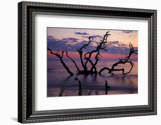 USA, Georgia, Jekyll Island, Driftwood Beach at Sunrise-Joanne Wells-Framed Photographic Print