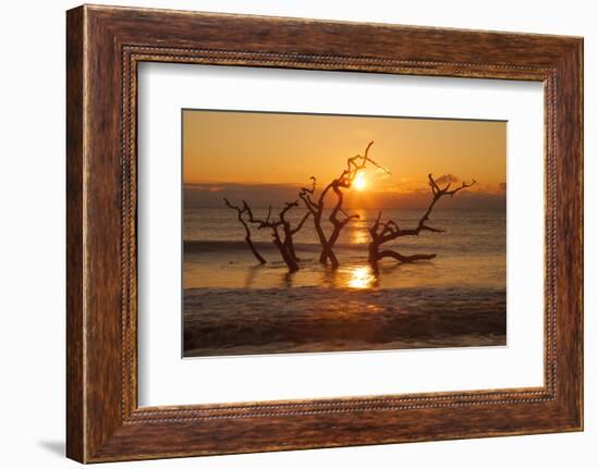 USA, Georgia. Jekyll Island, Driftwood Beach at sunrise.-Joanne Wells-Framed Photographic Print