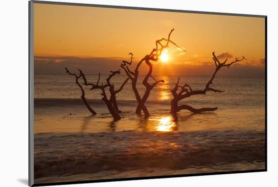 USA, Georgia. Jekyll Island, Driftwood Beach at sunrise.-Joanne Wells-Mounted Photographic Print