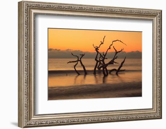 USA, Georgia. Jekyll Island, Driftwood Beach at sunrise.-Joanne Wells-Framed Photographic Print