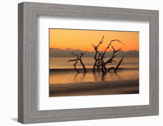 USA, Georgia. Jekyll Island, Driftwood Beach at sunrise.-Joanne Wells-Framed Photographic Print