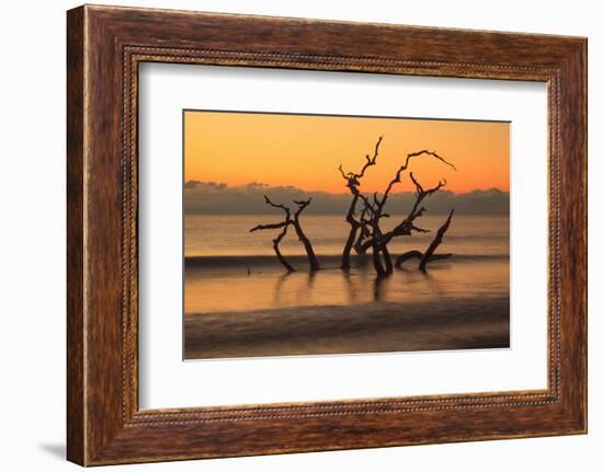 USA, Georgia. Jekyll Island, Driftwood Beach at sunrise.-Joanne Wells-Framed Photographic Print