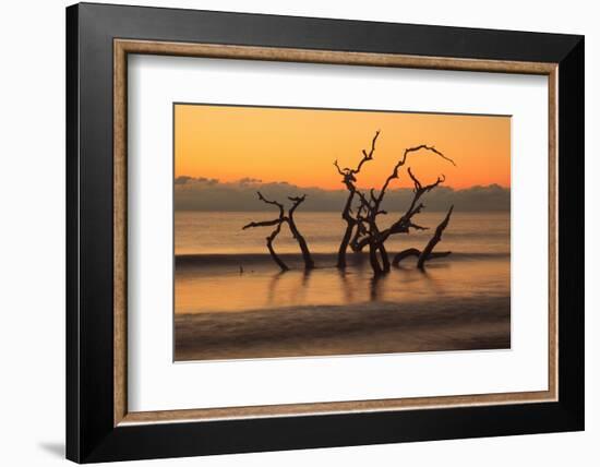 USA, Georgia. Jekyll Island, Driftwood Beach at sunrise.-Joanne Wells-Framed Photographic Print