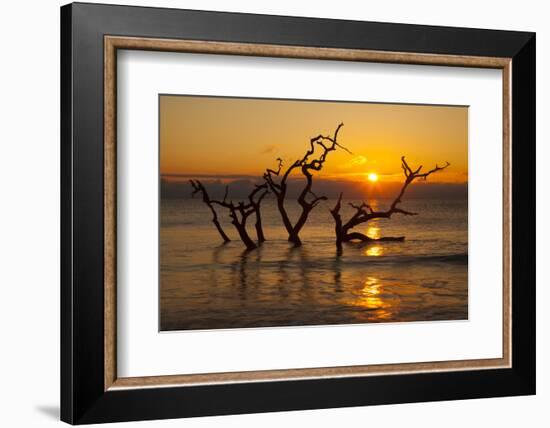 USA, Georgia. Jekyll Island, Driftwood Beach at sunrise.-Joanne Wells-Framed Photographic Print