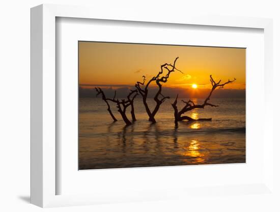 USA, Georgia. Jekyll Island, Driftwood Beach at sunrise.-Joanne Wells-Framed Photographic Print