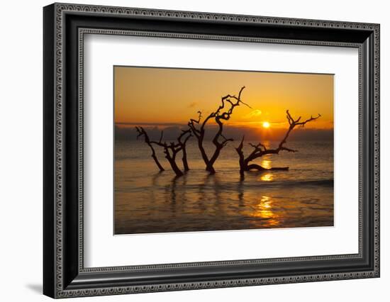 USA, Georgia. Jekyll Island, Driftwood Beach at sunrise.-Joanne Wells-Framed Photographic Print