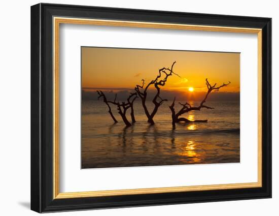 USA, Georgia. Jekyll Island, Driftwood Beach at sunrise.-Joanne Wells-Framed Photographic Print