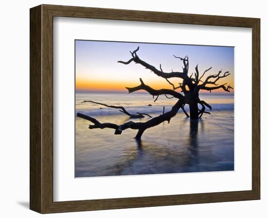 USA, Georgia. Jekyll Island, tree, ocean-George Theodore-Framed Photographic Print