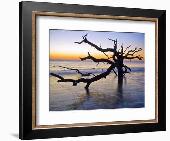 USA, Georgia. Jekyll Island, tree, ocean-George Theodore-Framed Photographic Print