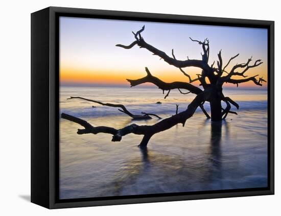 USA, Georgia. Jekyll Island, tree, ocean-George Theodore-Framed Premier Image Canvas