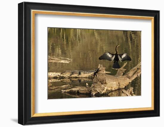 USA, Georgia, Riceboro. Alligator and anhinga sunning on log.-Joanne Wells-Framed Photographic Print