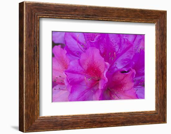 USA, Georgia, Savannah, Azaleas Blooming in Bonaventure Cemetery-Joanne Wells-Framed Photographic Print