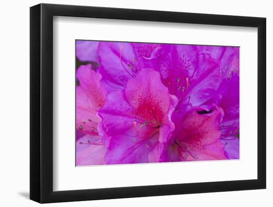 USA, Georgia, Savannah, Azaleas Blooming in Bonaventure Cemetery-Joanne Wells-Framed Photographic Print