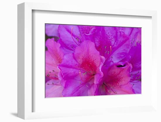 USA, Georgia, Savannah, Azaleas Blooming in Bonaventure Cemetery-Joanne Wells-Framed Photographic Print