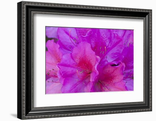 USA, Georgia, Savannah, Azaleas Blooming in Bonaventure Cemetery-Joanne Wells-Framed Photographic Print